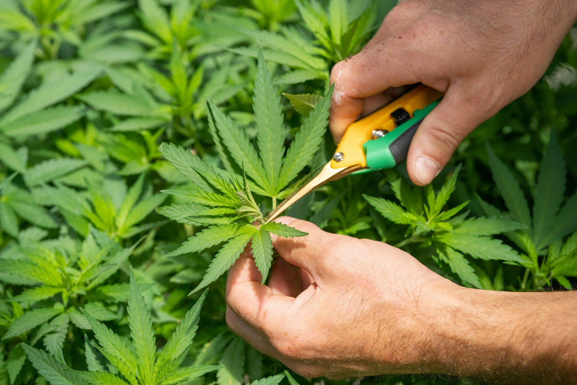 Hands trimming a cannabis plant