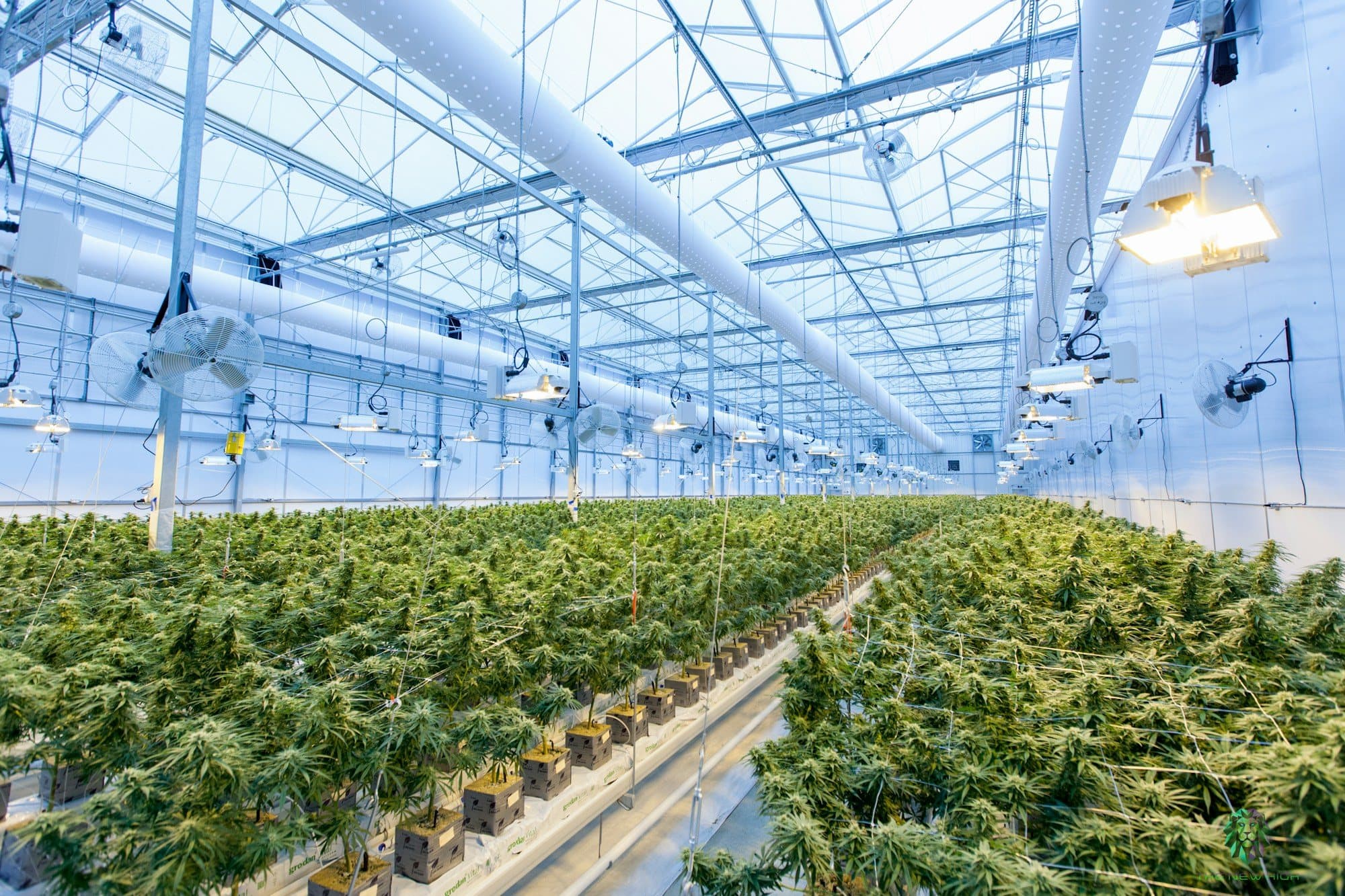 Rows of cannabis plants in a large greenhouse